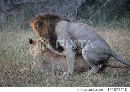 [Kruger National Park] Mating of lions 102674728