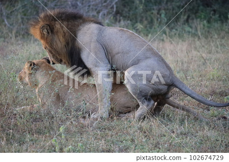 [Kruger National Park] Mating of lions 102674729