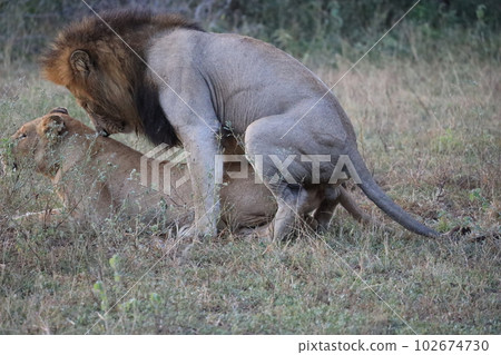 【克魯格國家公園】獅子交配 102674730