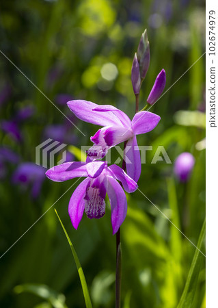 Purple Purple 102674979