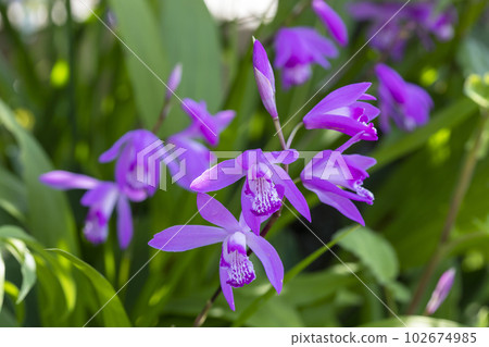 Purple Purple 102674985