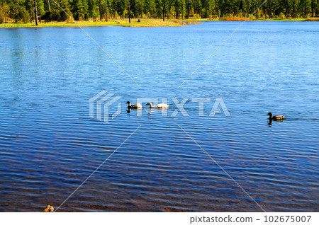Lake of the woods Arizona 102675007