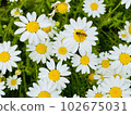 蜜蜂也喜歡花。 102675031