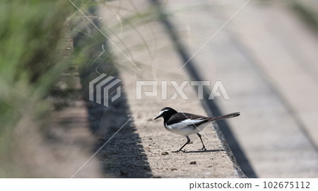 Black-backed wagtail Black-backed wagtail 102675112