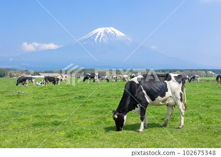 Asagiri Plateau: Cows grazing and Mt. Fuji Asagiri Plateau: Cows grazing and Mt. Fuji 102675348