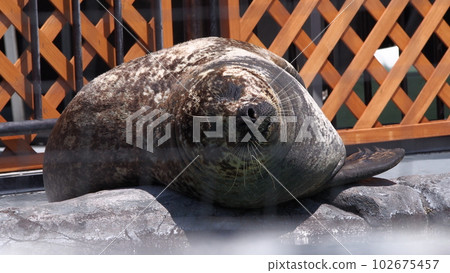 Ueno Zoo Seal 102675457