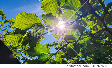 Hazelnut branches against the blue sky. Summer nature suburban area. 102676018