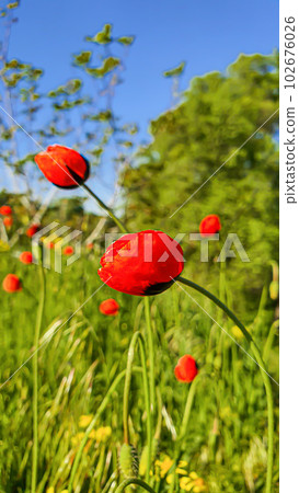 Blooming poppies and other wild flowers against the blue sky. Summer nature. 102676026