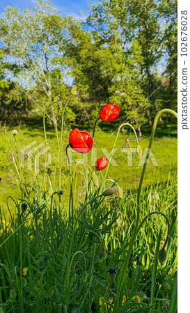 Blooming poppies and other wild flowers against the blue sky. Summer nature. Blooming poppies and other wild flowers against the blue sky. Summer nature. 102676028