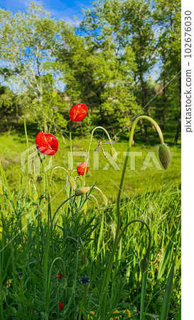 Blooming poppies and other wild flowers against the blue sky. Summer nature. Blooming poppies and other wild flowers against the blue sky. Summer nature. 102676030
