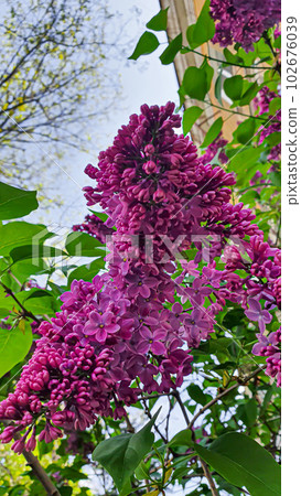 Blooming lilac in the garden against the blue sky and in the interior. Garden trees, country harvest. copy space Blooming lilac in the garden against the blue sky and in the interior. Garden trees, country harvest. copy space 102676039