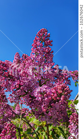 Blooming lilac in the garden against the blue sky and in the interior. Garden trees, country harvest. copy space Blooming lilac in the garden against the blue sky and in the interior. Garden trees, country harvest. copy space 102676042
