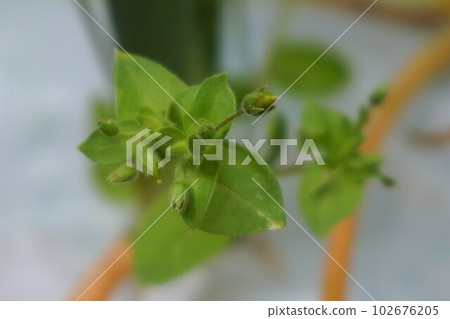 Chickweed Chickweed Chickweed Bud Weed 102676205