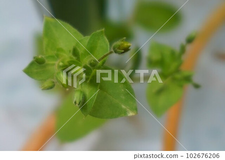 Chickweed Chickweed Chickweed Bud Weed 102676206