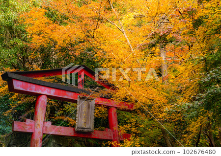 Autumn leaves of Konzo-ji Temple in Nishiyama, Kyoto Torii of Atago Daigongen 102676480