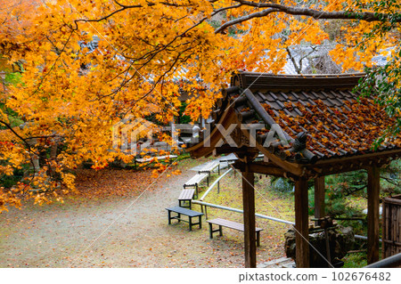 Autumn leaves at Konzo-ji Temple in Nishiyama, Kyoto: Chozuya and approach Autumn leaves at Konzo-ji Temple in Nishiyama, Kyoto: Chozuya and approach 102676482