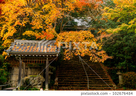 京都西山金藏寺的秋葉：Chozuya 和方法 102676484