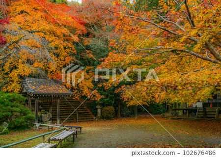 Autumn leaves at Konzo-ji Temple in Nishiyama, Kyoto: Chozuya and approach 102676486
