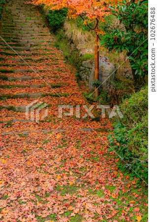 Autumn leaves of Konzo-ji Temple in Nishiyama, Kyoto Maples on the approach 102676488