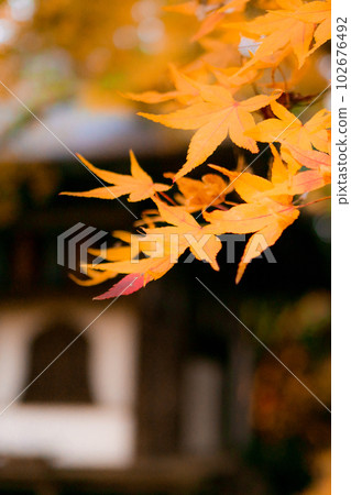Autumn leaves of Konzoji Temple in Nishiyama, Kyoto Maple leaves of Gomado 102676492