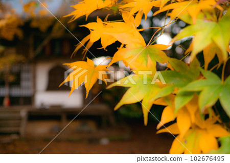 Autumn leaves of Konzoji Temple in Nishiyama, Kyoto Maple leaves of Gomado 102676495