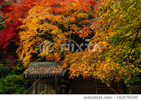 Autumn leaves at Konzo-ji Temple in Nishiyama, Kyoto: Chozuya and approach 102676500