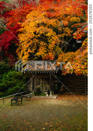 京都西山金藏寺的秋葉：Chozuya 和方法 102676503