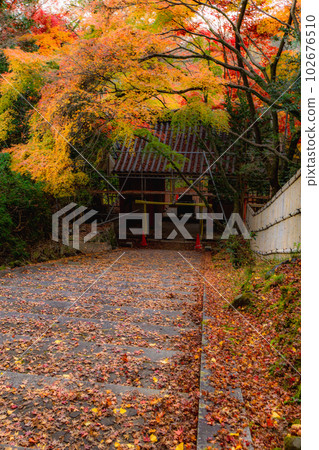 京都西山金藏寺的秋葉楓葉在路上 京都西山金藏寺的秋葉楓葉在路上 102676510