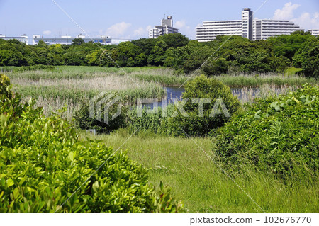 Kasai Rinkai Park/Upper Pond Kasai Rinkai Park/Upper Pond 102676770