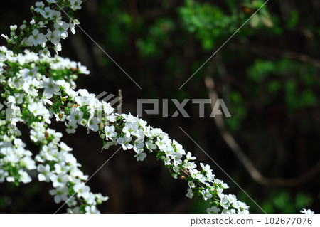 branches draw a curve branches draw a curve 102677076