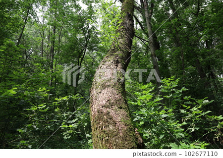 Day in the summer forest, moss covered tree 102677110