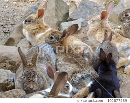 很多兔子 102677289