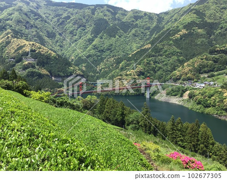 在陽光明媚的五月天，茶園和新鮮的綠色植物在半山中發芽 102677305