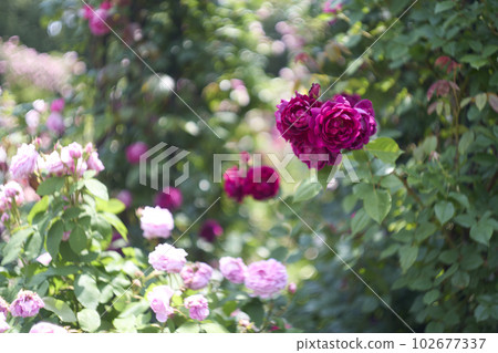 red and pink rose flower 102677337
