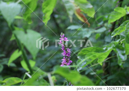 Lythrum salicaria flowers in the summer forest, meadow flowers Lythrum salicaria flowers in the summer forest, meadow flowers 102677370