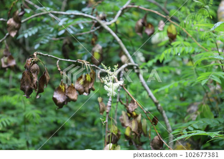 Queen of the meadow flowers in the summer forest Queen of the meadow flowers in the summer forest 102677381