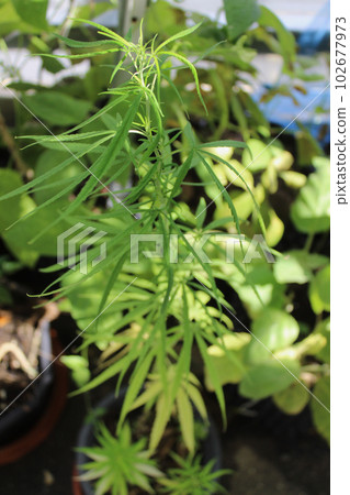 光線傾瀉在家庭花園中種植的盆栽大麻幼苗上。 102677973