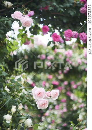 Minato-no-Mieruoka Park 玫瑰花 橫濱 Minato-no-Mieruoka Park 玫瑰花 橫濱 102678231