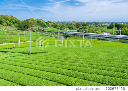 << Shizuoka Prefecture >> Shinkansen running through the tea plantation, harvest season of new tea 102678430
