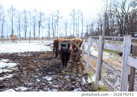 Horned Highland cattle standing on the farm with a wooden fence 102679241
