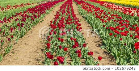 Large field of multi-colored tulip flowers Large field of multi-colored tulip flowers 102679242