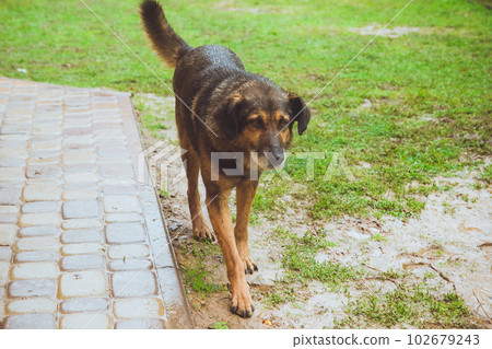 Wet stray dog goes outdoors in the nature on grass meadow on a rainy summer day Wet stray dog goes outdoors in the nature on grass meadow on a rainy summer day 102679243