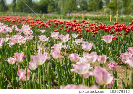 Large field of multi-colored tulip flowers Large field of multi-colored tulip flowers 102679313