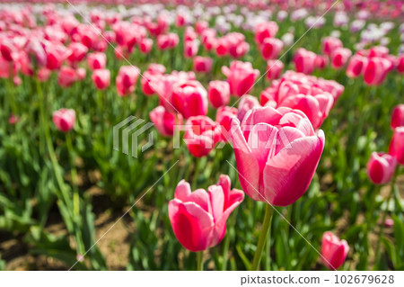 red tulips blooming in the garden in the middle of a sunny spring day red tulips blooming in the garden in the middle of a sunny spring day 102679628