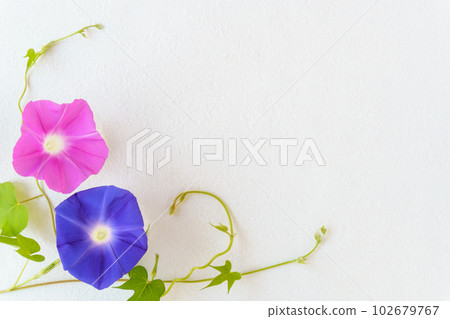 Morning glory (fresh flower) flower frame 102679767