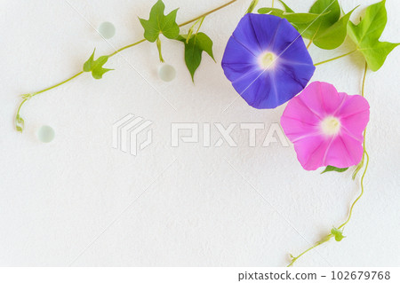Morning glory (fresh flower) flower frame 102679768