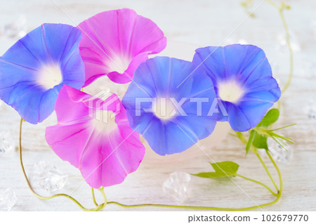 粉藍牽牛花(鮮花)切花加冰 粉藍牽牛花(鮮花)切花加冰 102679770