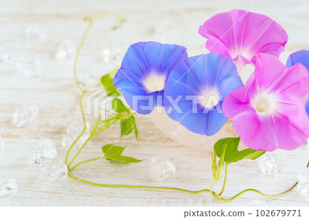 Pink and blue morning glory (fresh flowers) cut flowers and ice 102679771