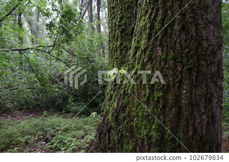 Wet foliage in a rainy forest, summer rainy woods 102679834