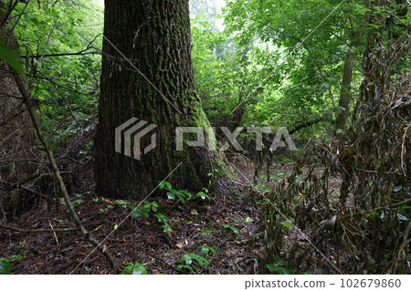 Wet foliage in a rainy forest, summer rainy woods 102679860